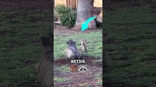Real-Life Timon and Pumbaa: Meet Jerry the Meerkat and Betsie the Warthog! #lionking #hakunamatata