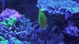Morning at Robertus Reef