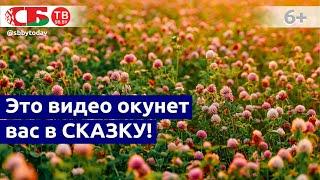 Поле с цветущим клевером с дрона | Природа Беларуси | Видео с высоты птичьего полета