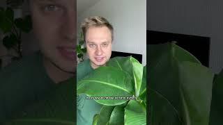 Банан просто топ в плене роста! 🪴 #банан #растения #комнатныерастения #plants #banana
