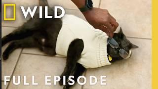 A Wolf and the Bear (Full Episode) | Critter Fixers: Country Vets | Nat Geo Wild