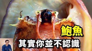 鮑魚你真的認識嗎？它能阻止海膽泛濫，又捲入了毒品貿易！你知道它腦袋長什麼樣嗎？【老肉雜談】#動物 #海鮮 #鮑魚 #美食 #海洋