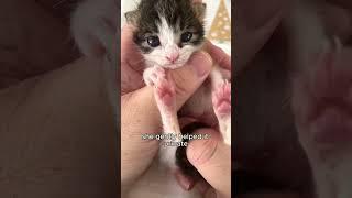 Kitten struggling to survive.#shortvideo #healing #cat #kitten #save