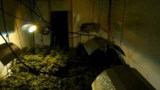 http://budbook.org/HighBreed  Marijuana Grow Op