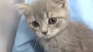 Blue tabby British shorthair - Phoenix