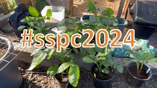 #341 #sspc2024 Video 2 Transplanting and splitting potato plants