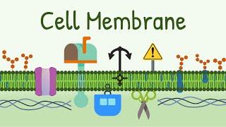 Cell Membrane Structure & Functions || Membrane Lipids, Membrane Proteins and Carbohydrates