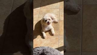 Guilty dog for being too cute! #shorts #dog #shihtzu #poodle #cutedogs #dogs #sleepy