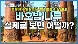 나이 5000살! 몸통에 무려 12만 리터 물을 저장하는 압도적 크기 바오밥 나무 실제로 보면 어떨까?│세계테마기행│#골라듄다큐