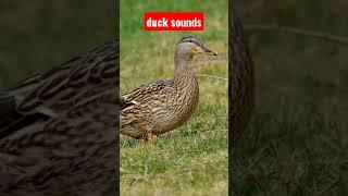 duck sounds