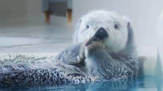 《鳥羽水族館》ラッコのもふもふ毛づくろい！メイとキラ  Sea otters grooming