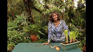 Red hot Poker (Kniphofia) - Step by Step guide to Propagation, Division, Offsets and Gardening Tips.