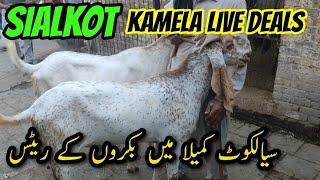 Sialkot Kamela Mandi 2024 | Sialkot Bakra Mandi | Bakra Mandi Latest Updates | Sialkot Cow Mandi