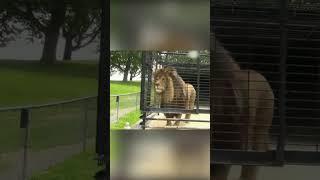 Watch this Lion's Revenge ️