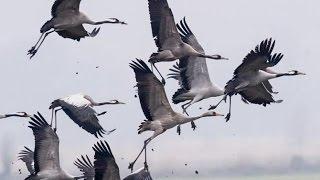 Cranes in the Sky - Kraniche am HImmel