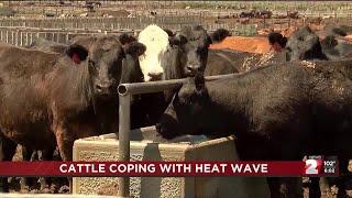 Livestock coping with heatwave that is sweeping the nation