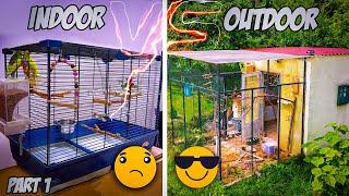 The Great Parakeet Debate: Indoor vs Outdoor Care