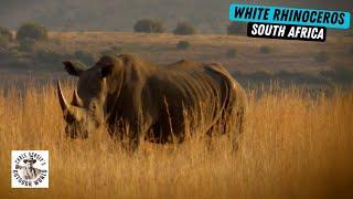 Rare Hunt for White Rhino in South Africa