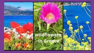 Wildflowers in Greece| masaresi.com