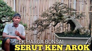 SERUT KEN AROK ISTIMEWA!! SEKALIAN CEK HARGA BONSAI PETARUNG RUMAH AY BONSAI