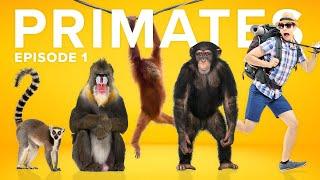 The Evolution of Primates is a CRAZY Story