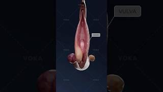 What turns a Bartholin cyst into a painful abscess? Study gynecology in 3D with VOKA