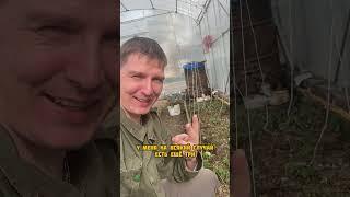Посадил гигантский арбуз #гиганты_АМИНОСИЛ_2025 #БуйскиеУдобрения #средства_защиты_greenbelt