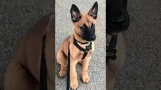 Malinois Puppy training | Day 2  #pets #malinois #germanshepherd #dogtraining #belgianmalinois