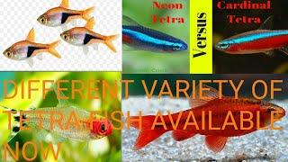 Different variety of tetra fish|Lalukhet fish market|JBEE Aquarium|@Arsalan ahmed