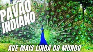 PAVÃO INDIANO / AVE MAIS LINDA DO MUNDO/AVES EXÓTICAS