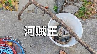 车厢里养清道夫你见过吗？民风淳朴啊