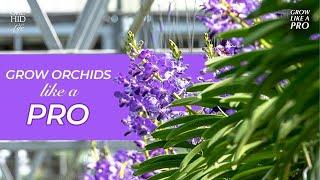 Grow Orchids Like A Pro