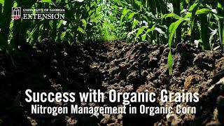 Success with Organic Grains: Nitrogen Management in Organic Corn