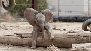 Omaha's Henry Doorly Zoo and Aquarium - Sonny and Eugenia "Being Kids"