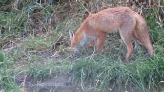 Wild fox eats bird seeds