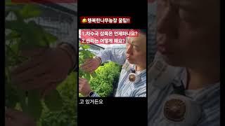 [재배꿀팁] 차수국 삽목시기는?? 관리법은?? 행복한나무농장 010-4571-6389