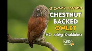 Chestnut Backed Owlet පිට තඹල වන බස්සා | Documentary Video