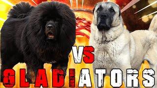 Tibetan Mastiff vs Kangal | Kangal vs Tibetan Mastiff | Powerful Guard Dog? | Billa Boyka |