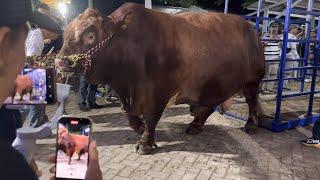 SAPI TERBESAR, JUARA BARU KELAS EXTRIM.. !! Penimbangan kontes jatim 