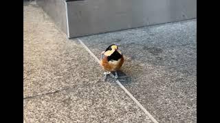 グランフロント大阪の前にいた鳥