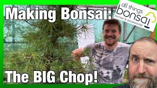 Scots Pine Bonsai: The BIG chop! Hard pruning and future development