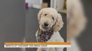 'Designer' dog breed craze has unforeseen consequences