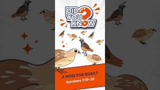 Shocking Bible Facts: Quail Coming Out Their Nose! Gross! (6 of 10) #KJV #biblequiz #Israel