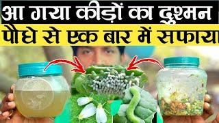 पौधे पर एक बार प्रयोग करने से कीड़ों का सफाया | Best Insecticide for Plants | Organic Pesticides