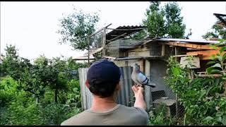 Такое еще никто не Показал / Love between the pigeon and his Master ( Pavel . Moldova )