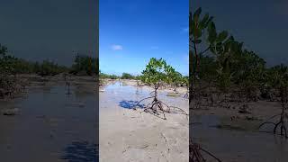 Mangroves