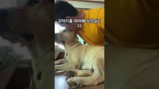 강아지 따라하기 #강아지 #개훌륭 #리트리버강아지