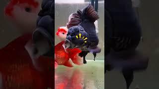 Goodness! The goldfish has eaten its fellow! #koi #goldfish #fish #pets