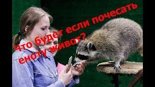 ЧТО БУДЕТ ЕСЛИ ЧЕСАТЬ ЕНОТУ ЖИВОТ? Толстый енот Тибэк