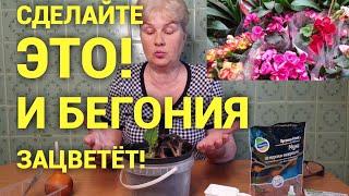 Бегония Клубневая. Правила ухода за бегонией и полива весной. Секрет обильного цветения Бегонии.